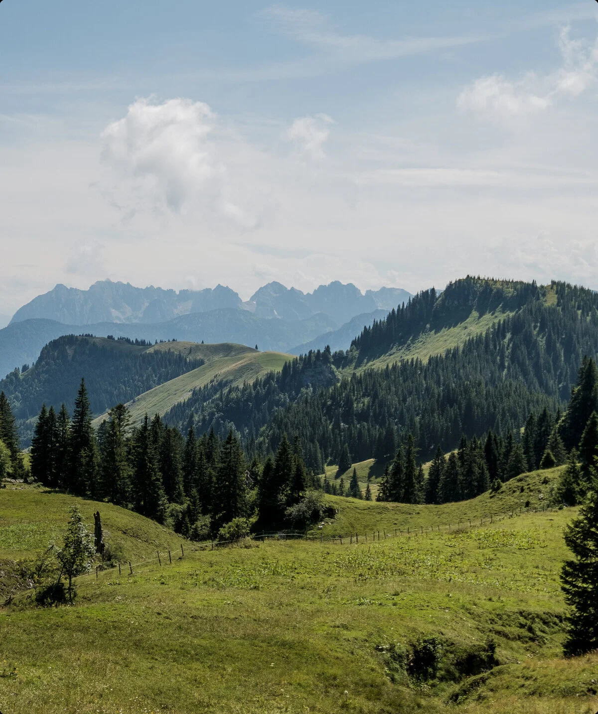 Bergwiesen in den Chiemgauer Alpen | © DAV/Hans Herbig
