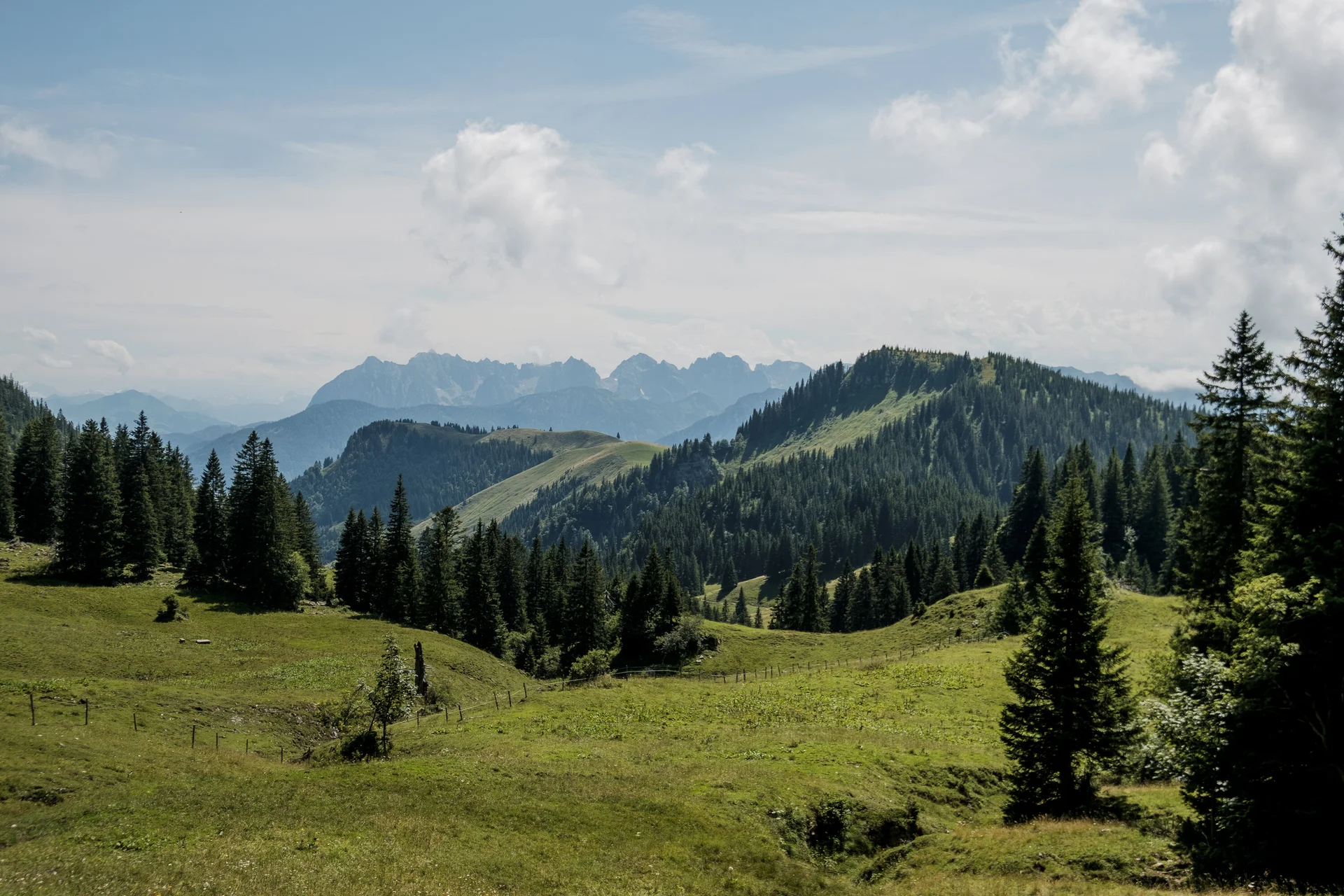 Bergwiesen in den Chiemgauer Alpen | © DAV/Hans Herbig